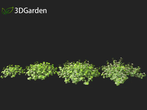 Dichondra repens - Kidney Weed 3D Model