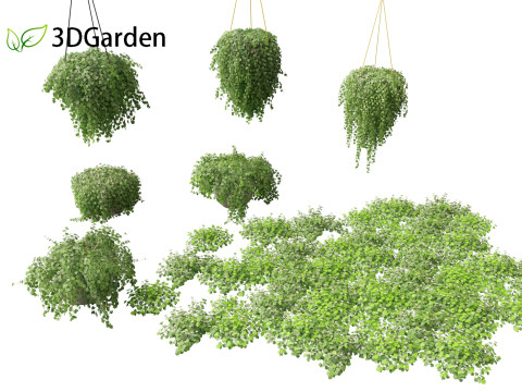 Dichondra repens - Kidney Weed 3D Model