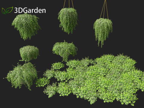 Dichondra repens - Kidney Weed 3D Model
