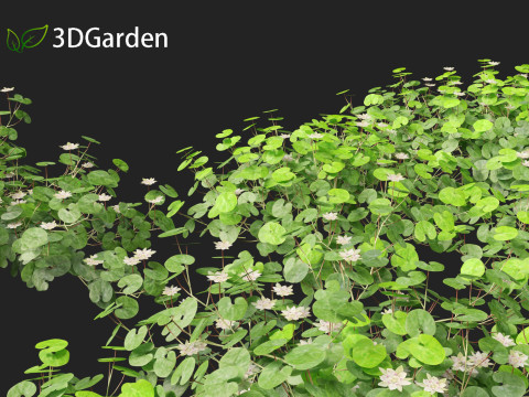 Dichondra repens - Kidney Weed 3D Model