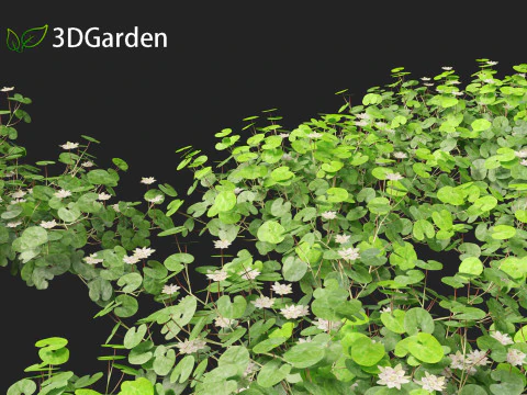 Dichondra repens - Kidney Weed 3D Model