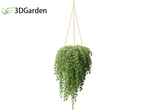 Dichondra repens - Kidney Weed 3D Model