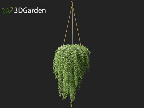 Dichondra repens - Kidney Weed 3D Model