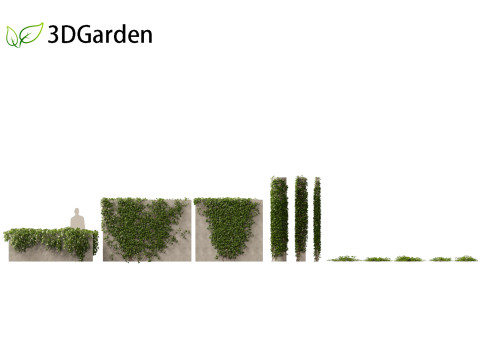 Hedera canariensis - Canarian ivy Model 3D