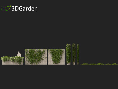 Hedera canariensis - Canarian ivy Model 3D