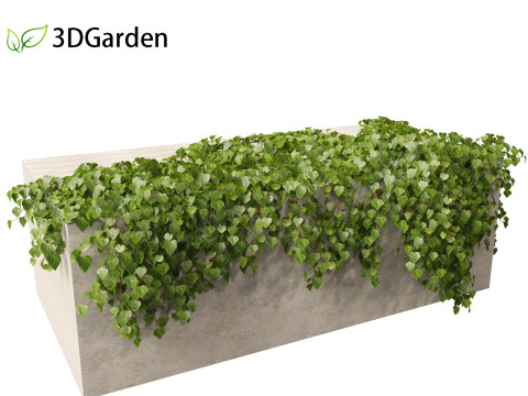 Hedera canariensis - Canarian ivy Model 3D