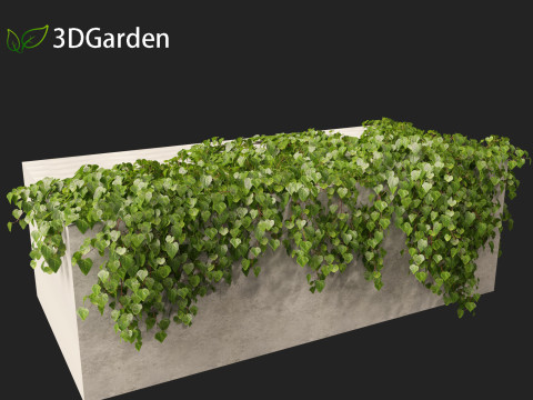 Hedera canariensis - Canarian ivy Model 3D