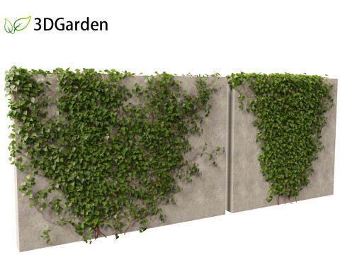 Hedera canariensis - Canarian ivy Model 3D