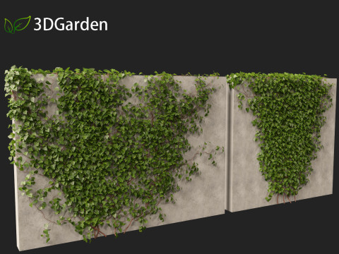 Hedera canariensis - Canarian ivy Model 3D