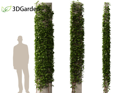 Hedera canariensis - Canarian ivy Model 3D