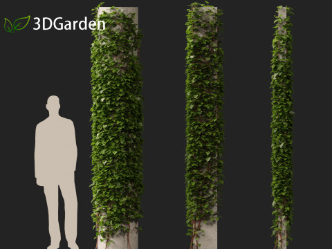 Hedera canariensis - Canarian ivy Model 3D