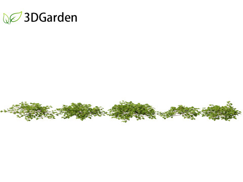 Hedera canariensis - Canarian ivy Model 3D