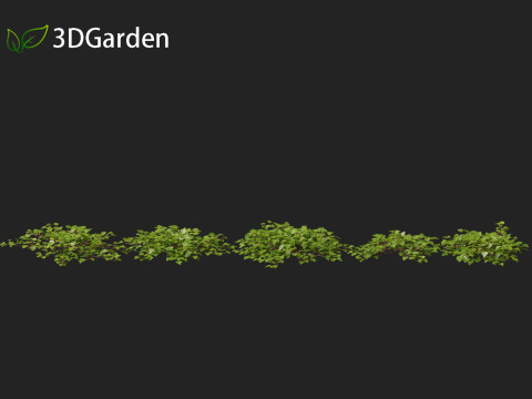 Hedera canariensis - Canarian ivy Model 3D