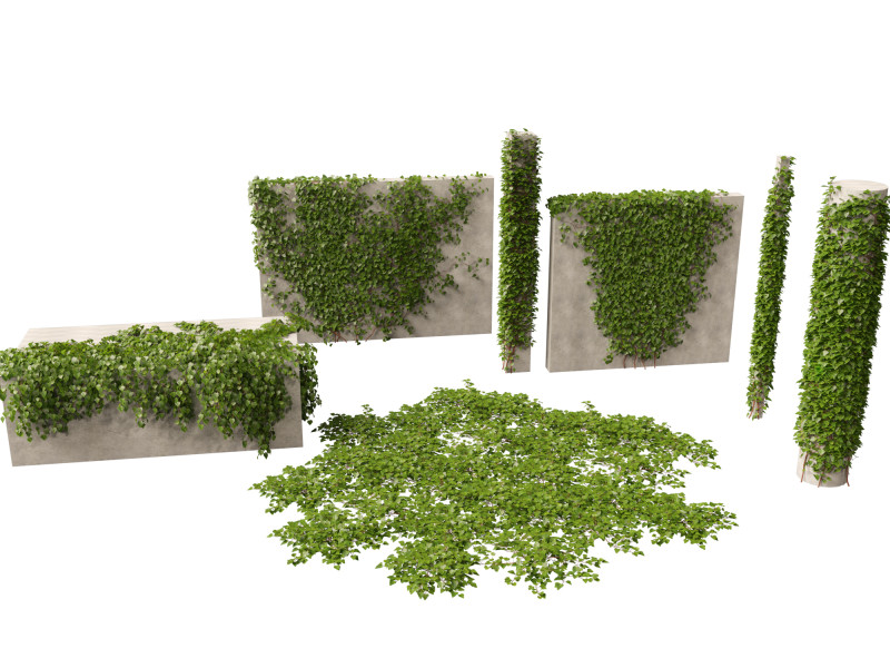 Hedera canariensis - Canarian ivy Model 3D .c4d .max .obj .3ds .fbx .stl .blend 