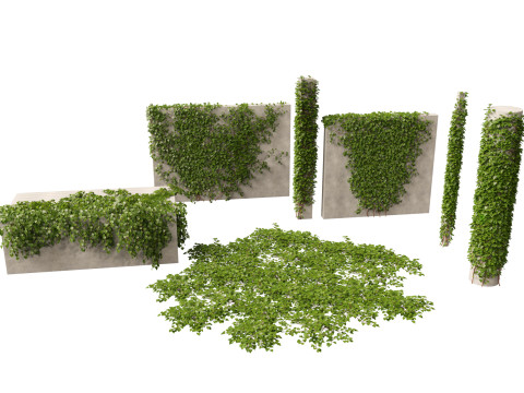 Hedera canariensis - Canarian ivy 3D 모델