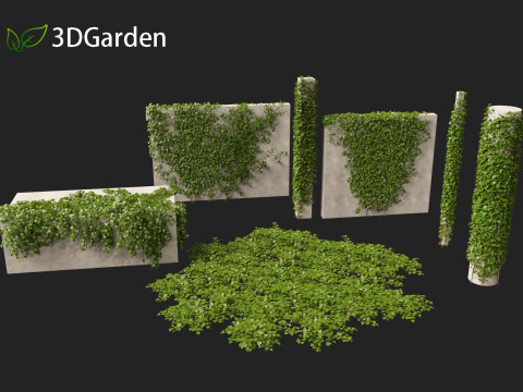 Hedera canariensis - Canarian ivy Model 3D