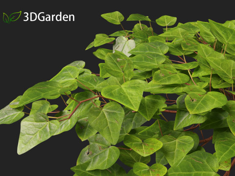 Hedera canariensis - Canarian ivy Model 3D