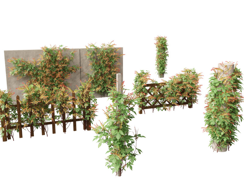 Ipomoea lobata - Firecracker vine 3D Model .c4d .max .obj .3ds .fbx .stl .blend 