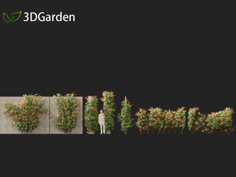 Ipomoea lobata - Firecracker vine 3D Model