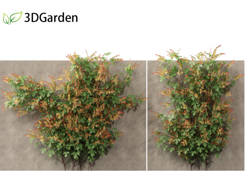 Ipomoea lobata - Firecracker vine 3D Model