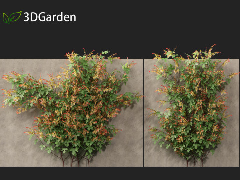 Ipomoea lobata - Firecracker vine 3D Model