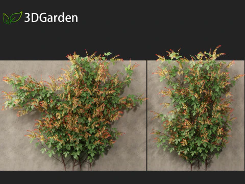 Ipomoea lobata - Firecracker vine 3D Model