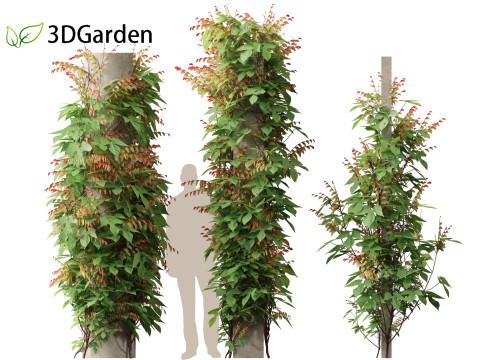 Ipomoea lobata - Firecracker vine 3D Model