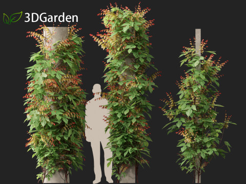 Ipomoea lobata - Firecracker vine 3D Model