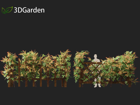 Ipomoea lobata - Firecracker vine 3D Model