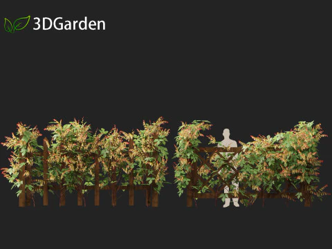 Ipomoea lobata - Firecracker vine 3D Model