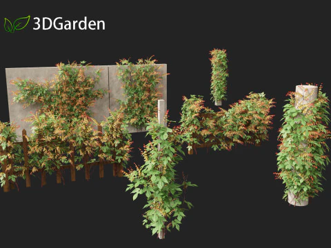 Ipomoea lobata - Firecracker vine 3D Model