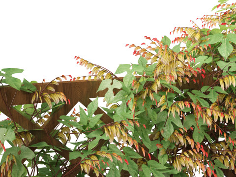 Ipomoea lobata - Firecracker vine 3D Model