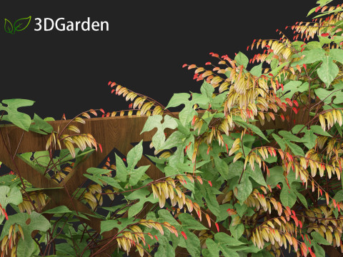 Ipomoea lobata - Firecracker vine 3D Model