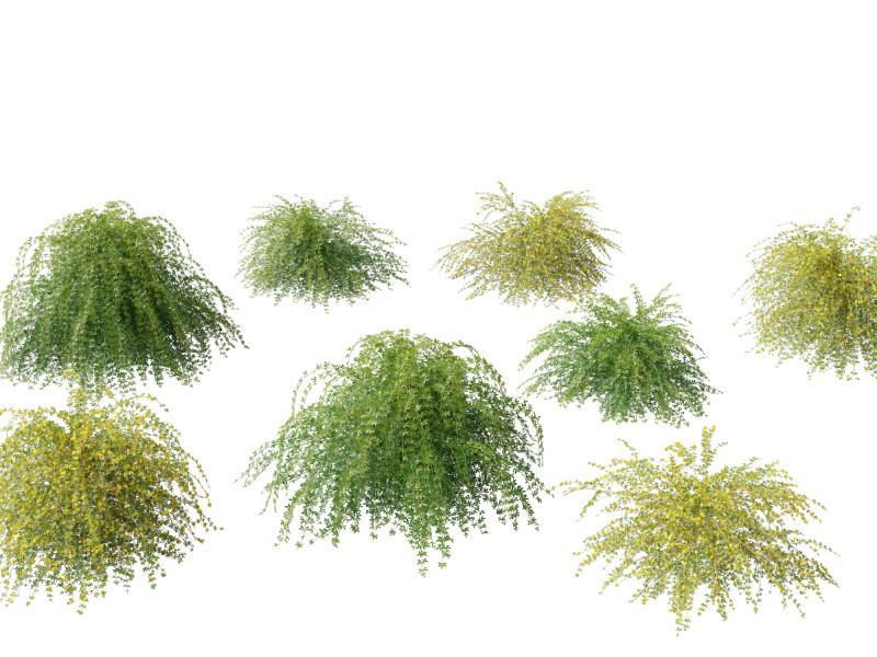 Jasminum nudiflorum - Winter jasmine 01 3D Model .c4d .max .obj .3ds .fbx .stl .blend 
