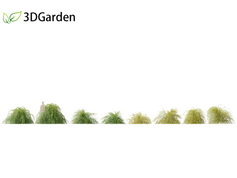 Jasminum nudiflorum - Winter jasmine 01 3D Model