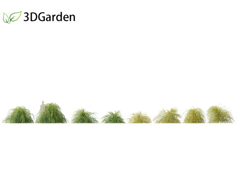 Jasminum nudiflorum - Winter jasmine 01 3D Model