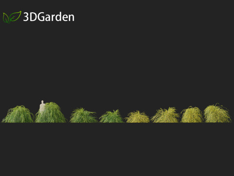 Jasminum nudiflorum - Winter jasmine 01 3D Model