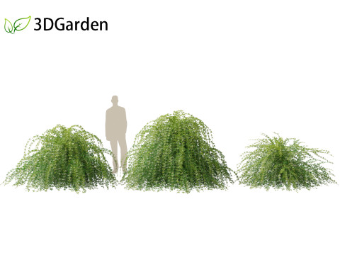Jasminum nudiflorum - Winter jasmine 01 3D Model