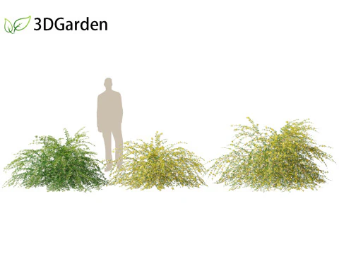 Jasminum nudiflorum - Winter jasmine 01 3D Model