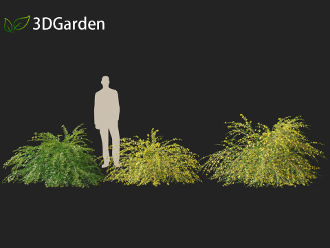 Jasminum nudiflorum - Winter jasmine 01 3D Model