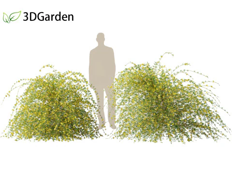 Jasminum nudiflorum - Winter jasmine 01 3D Model