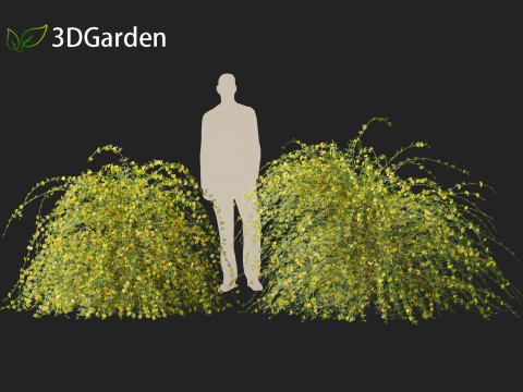 Jasminum nudiflorum - Winter jasmine 01 3D Model
