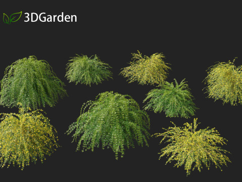 Jasminum nudiflorum - Winter jasmine 01 3D Model