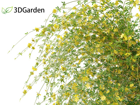 Jasminum nudiflorum - Winter jasmine 01 3D Model