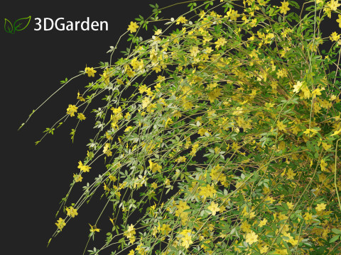 Jasminum nudiflorum - Winter jasmine 01 3D Model