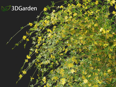 Jasminum nudiflorum - Winter jasmine 01 3D Model