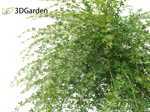 Jasminum nudiflorum - Winter jasmine 01 3D Model
