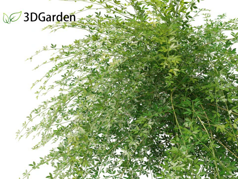 Jasminum nudiflorum - Winter jasmine 01 3D Model