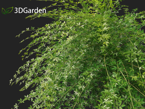 Jasminum nudiflorum - Winter jasmine 01 3D Model