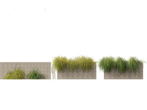 Jasminum nudiflorum - Winter jasmine 02 3D Model